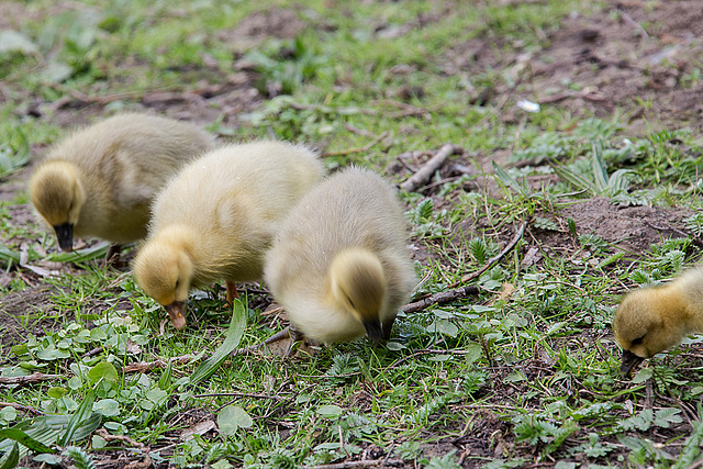 20140424 1640VRAw [D~BI] Gänsefamilie, Obersee, Bielefeld