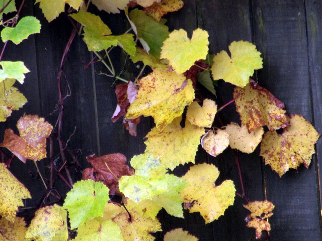 Grape Leaves Dying