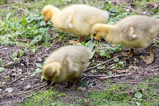 20140424 1638VRAw [D~BI] Gänsefamilie, Obersee, Bielefeld