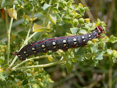 EsMj067 Hyles dahlii Larva