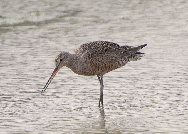 Hudsonian Godwit