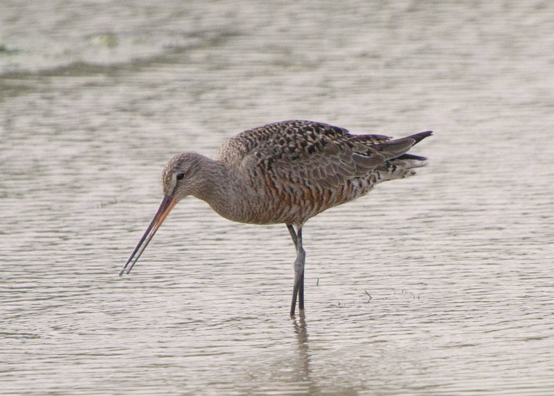 Hudsonian Godwit