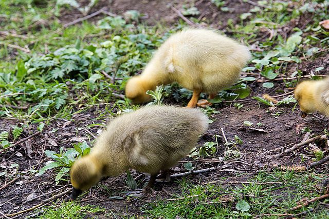 20140424 1635VRAw [D~BI] Gänsefamilie, Obersee, Bielefeld