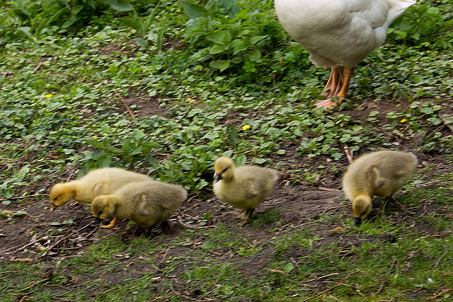 20140424 1634VRAw [D~BI] Gänsefamilie, Obersee, Bielefeld