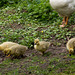 20140424 1634VRAw [D~BI] Gänsefamilie, Obersee, Bielefeld