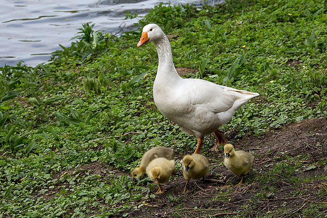 20140424 1633VRAw [D~BI] Gänsefamilie, Obersee, Bielefeld