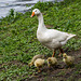 20140424 1633VRAw [D~BI] Gänsefamilie, Obersee, Bielefeld