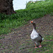 20140424 1632VRAw [D~BI] Graugansmischling, Obersee, Bielefeld