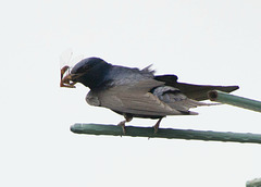 Purple Martin