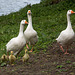 20140424 1631VRAw [D~BI] Gänsefamilie, Obersee, Bielefeld