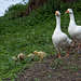 20140424 1630VRAw [D~BI] Gänsefamilie, Obersee, Bielefeld