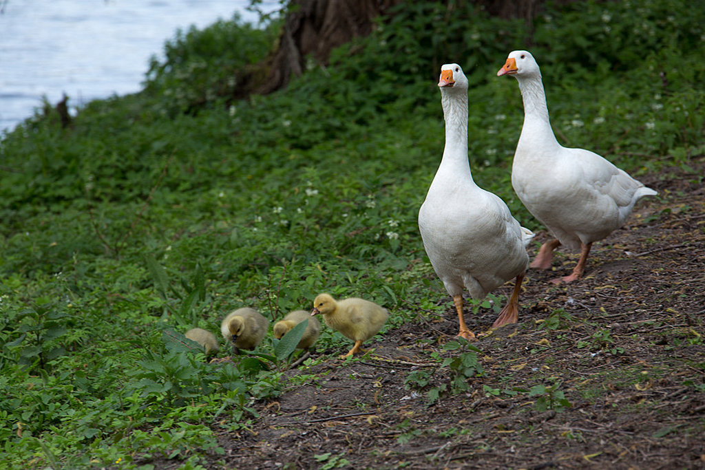 20140424 1630VRAw [D~BI] Gänsefamilie, Obersee, Bielefeld