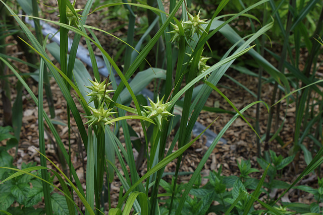 Le jardin déchêné -Carex grayi