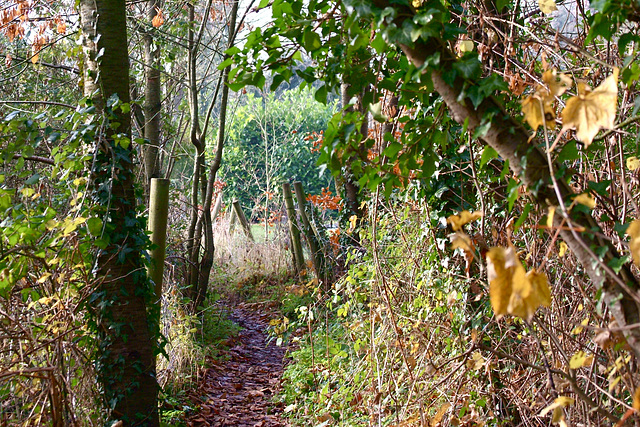 Allotments Path