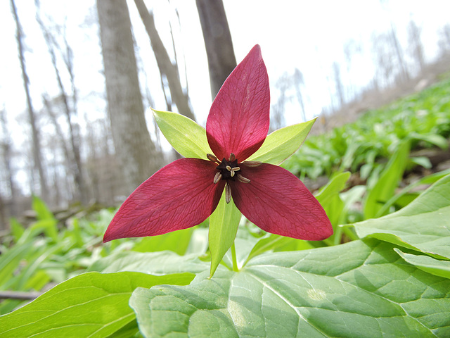 Trillium erectum