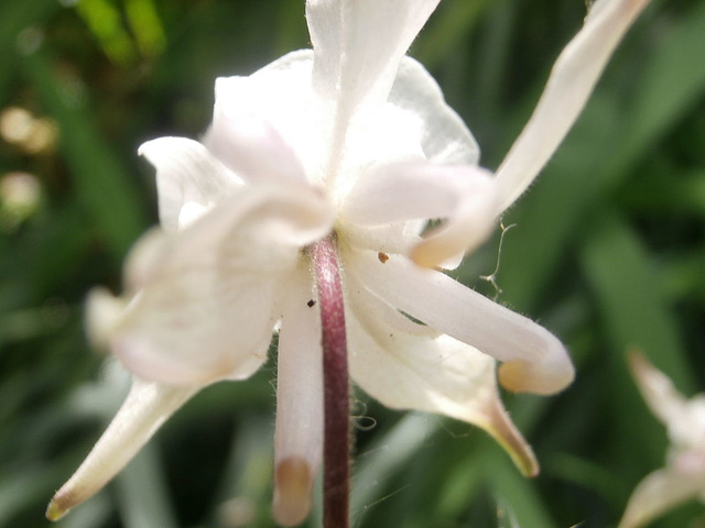 White canterbury bells