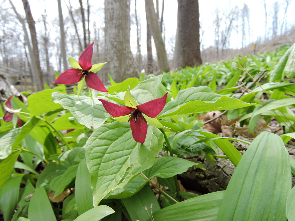 Trillium erectum