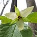 Trillium erectum var Album