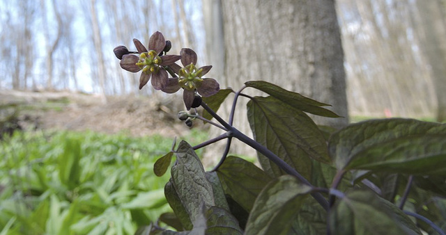 Blue Cohosh flower