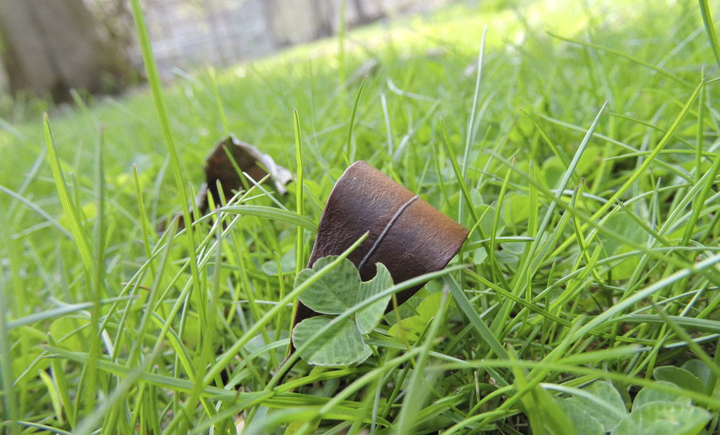 Leathery leaf