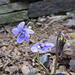 Labrador Violet