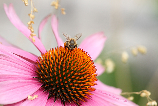 Bienenaufgang (Wilhelma)