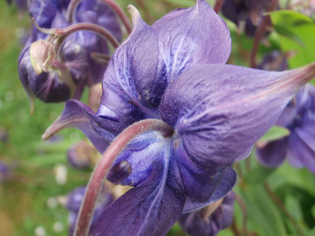 These flowers are everywhere