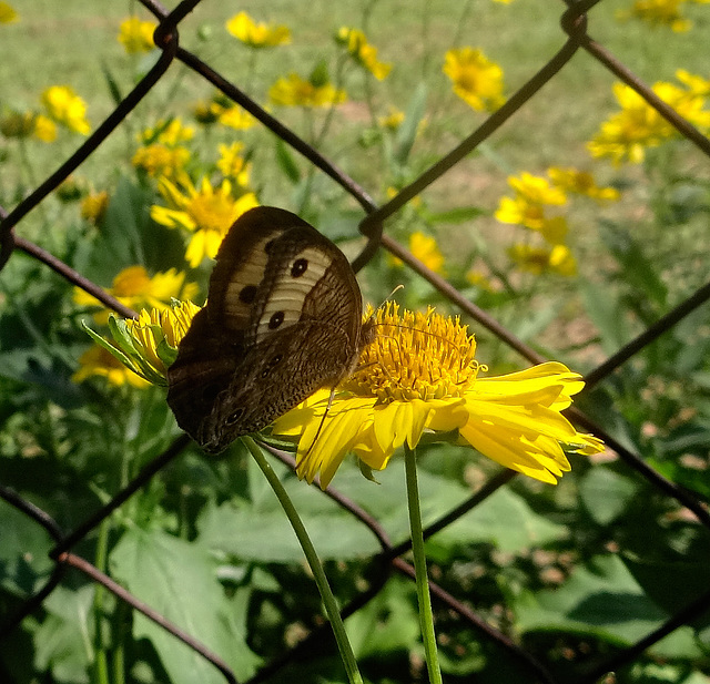 Common Wood-Nymph (Cercyonis pegala)