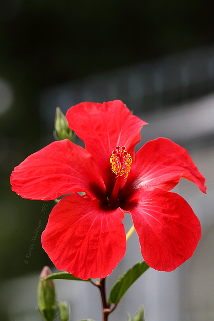 Hibiskus (Wilhelma)