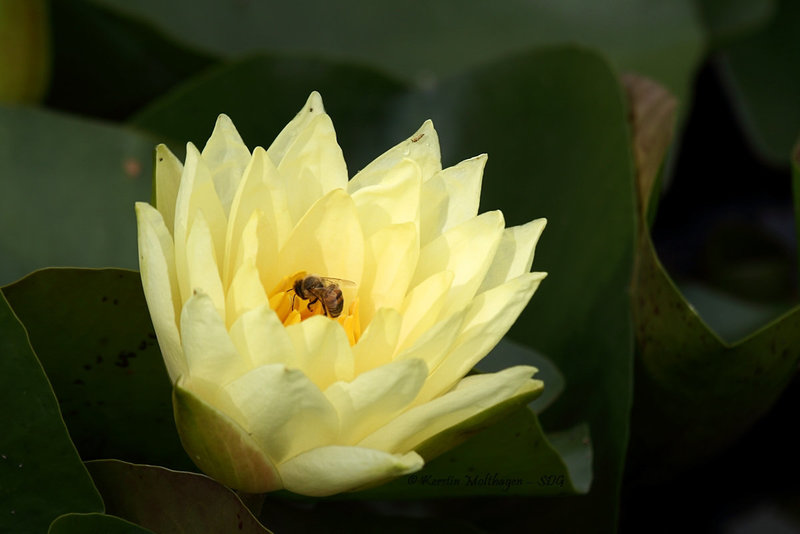 Seerose mit Biene (Wilhelma)