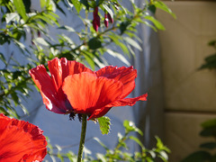 Mon petit jardin - my little garden - mein kleiner Garten