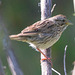 Lincoln's Sparrow