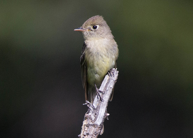 Cordilleran Flycatcher