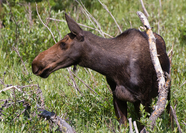 Young Moose