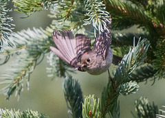 Ruby-Crowned Kinglet