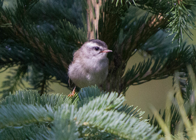 Golden-Crowned Kinglet