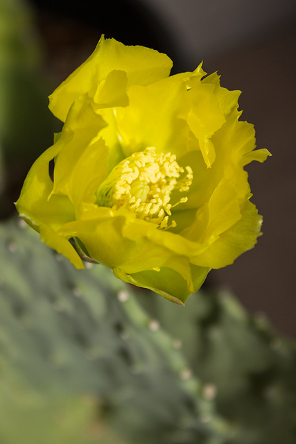 Opuntia Stricta flower