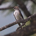 Juvenile Violet-Green Swallow