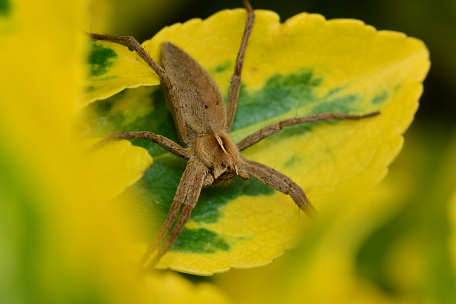 Nursery Web Spider