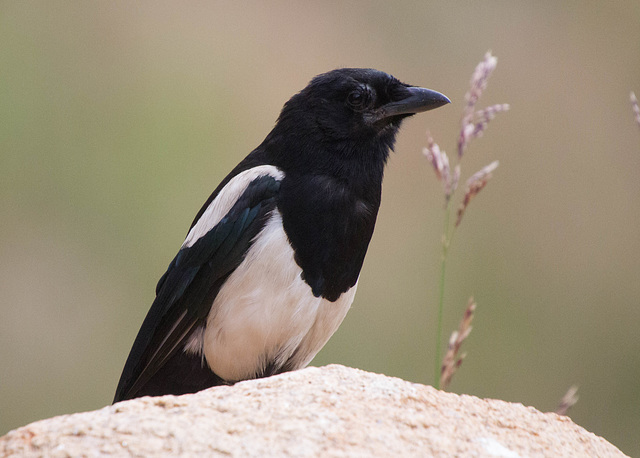 Black-Billed Magpie