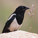 Black-Billed Magpie