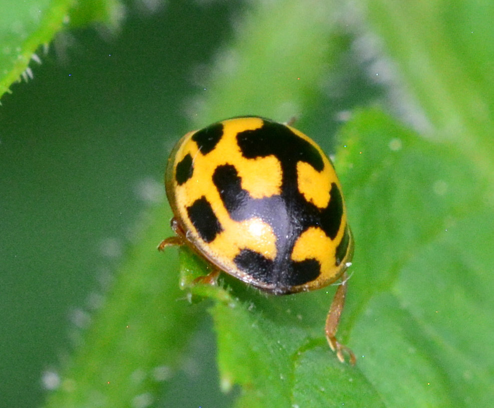 Propylea, 14-Punctata. 14-Spot Ladybird