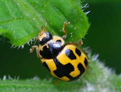 Propylea, 14-Punctata. 14-Spot Ladybird
