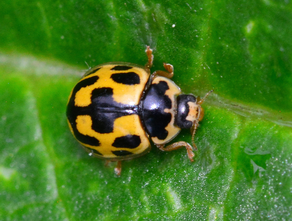 Propylea, 14-Punctata. 14-Spot Ladybird