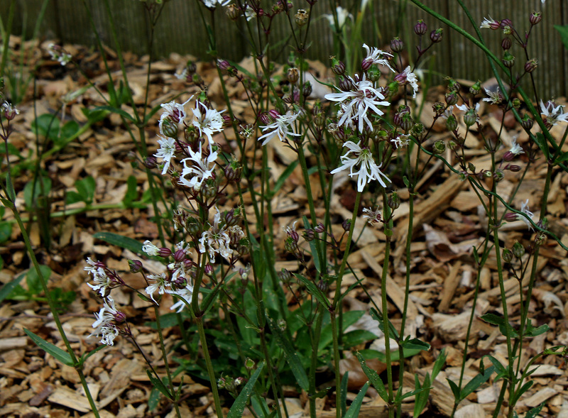 Le jardin déchêné -Lychnis 'White Robin '