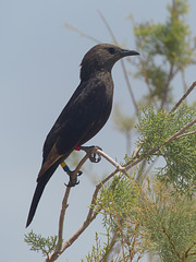 Studies of Tristram's Starling (1) - 20 May 2014