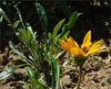 Gazania