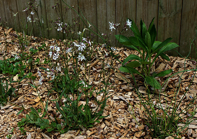 Le jardin déchêné -Lychnis 'White Robin ' (2)