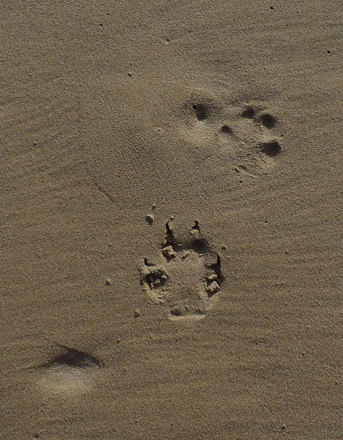 wombat tracks on Norman Beach