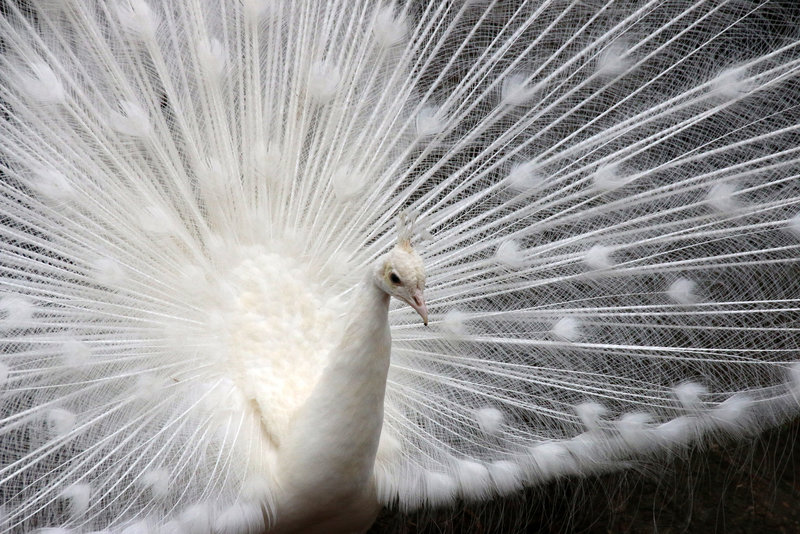 Showing off for the ladies (Explored)